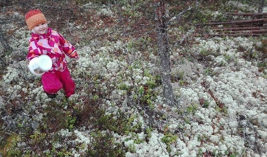 Syksyinen luontoretki: palleroporonjäkälää, seittejä ja puolukkaa!